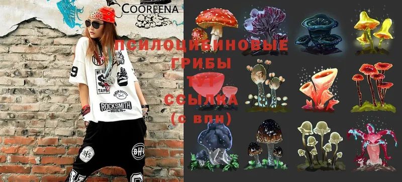 Галлюциногенные грибы Psilocybine cubensis  блэк спрут как войти  Туймазы  дарнет шоп 